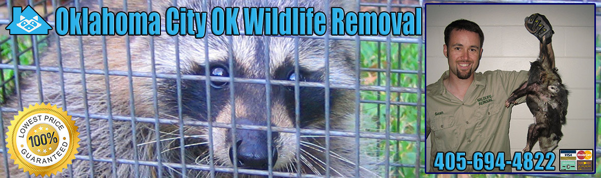 Oklahoma City Wildlife and Animal Removal